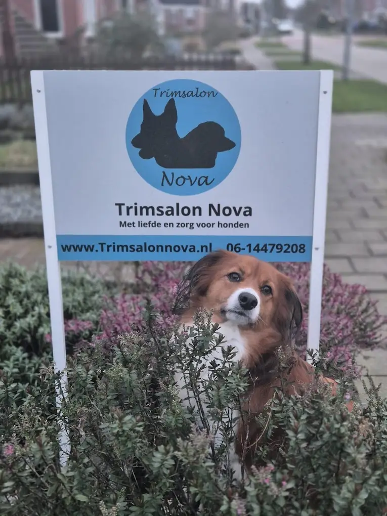 Hond staat bij bord van de ingang van Trimsalon Nova