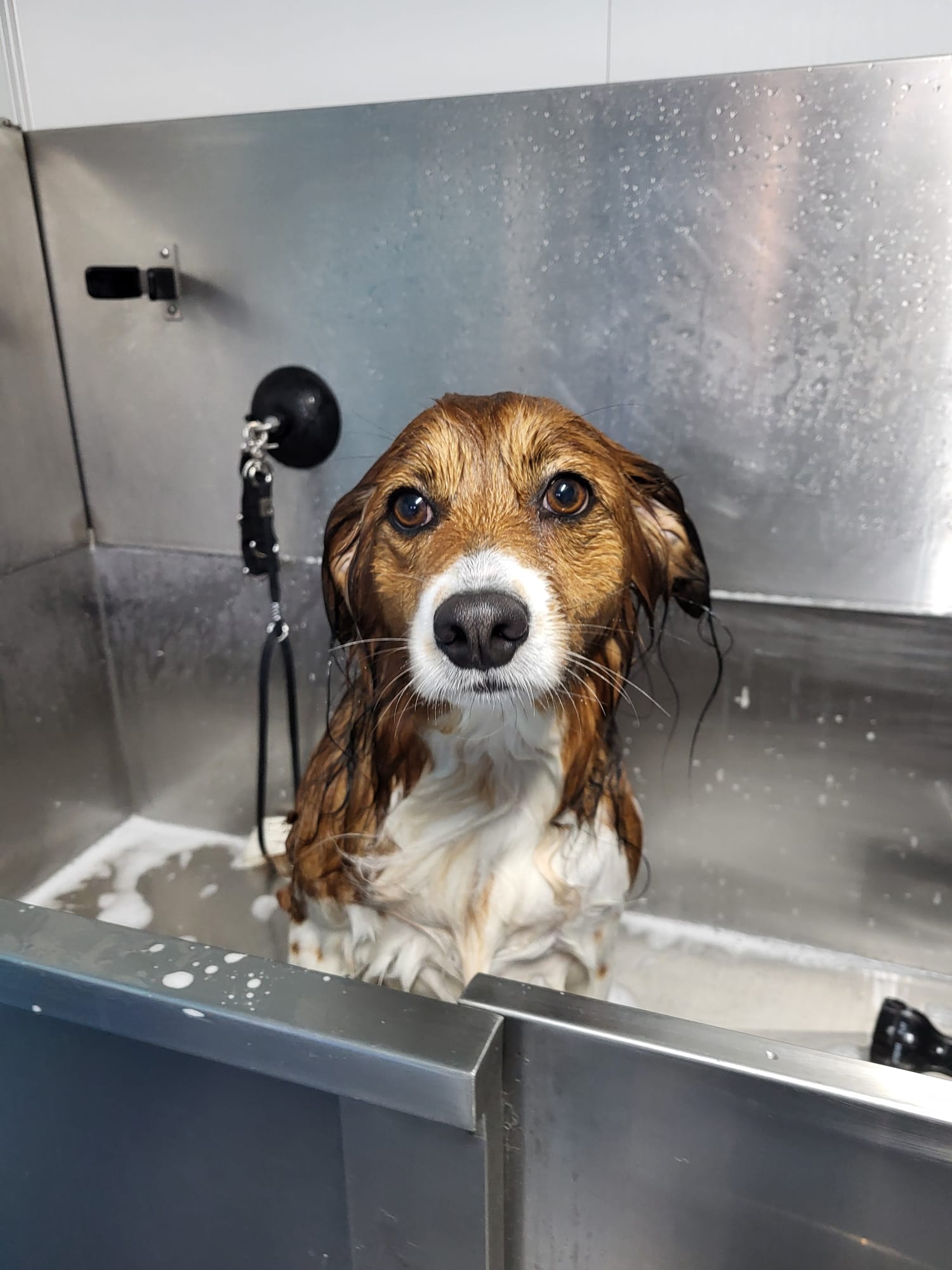 Hond is gewassen en geföhnd