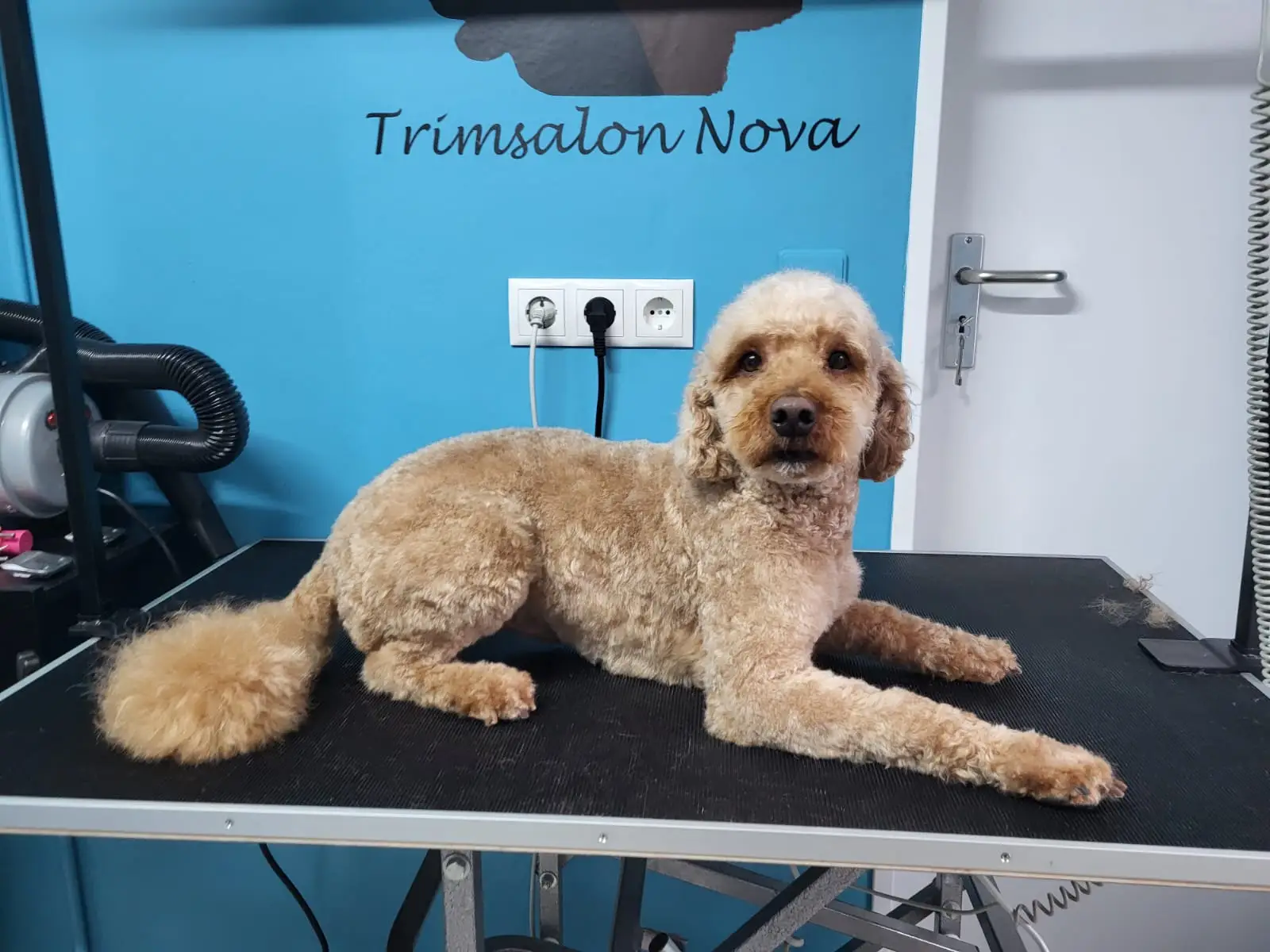 Hond is geschoren en geknipt